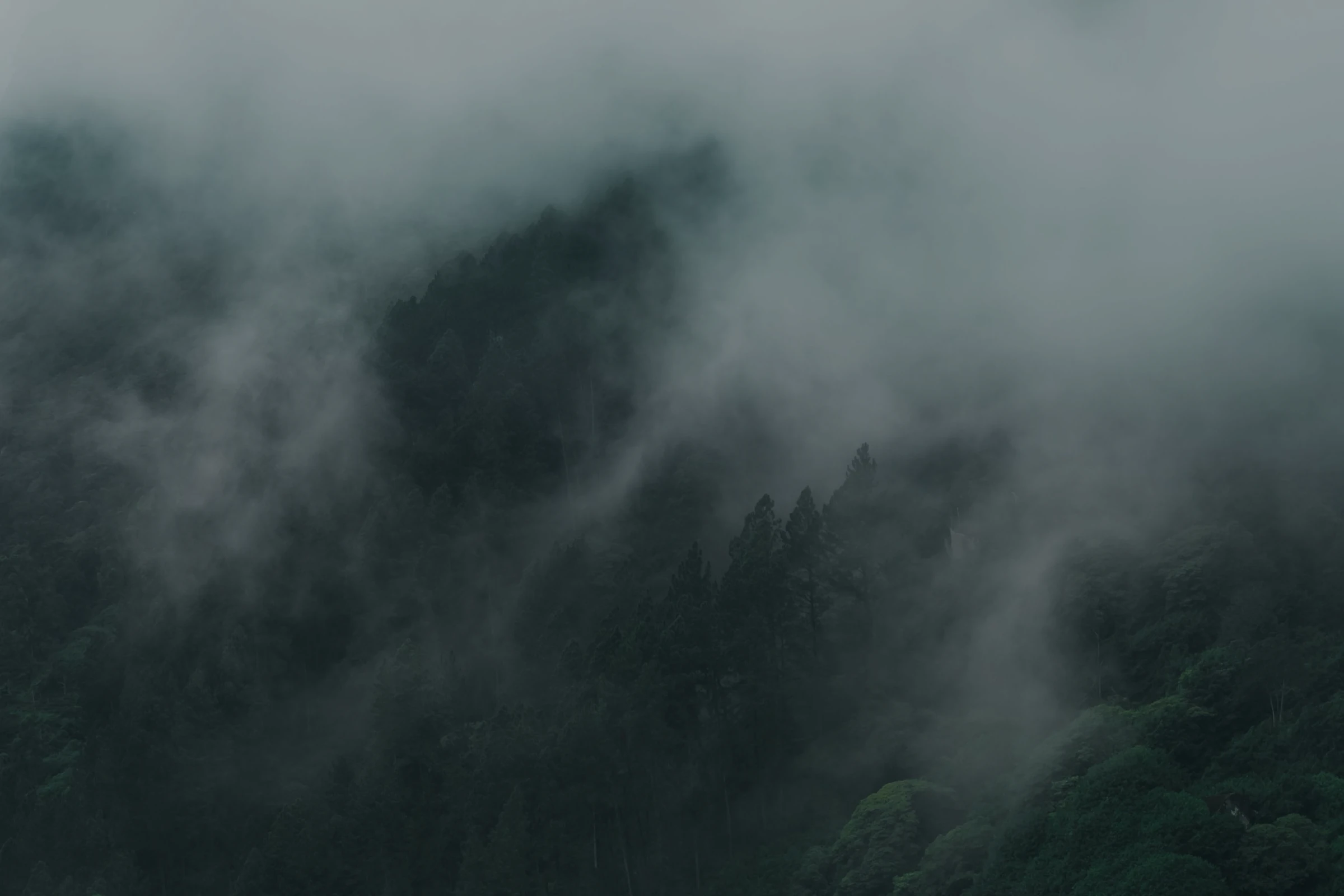 Forêt dans la brume du matin